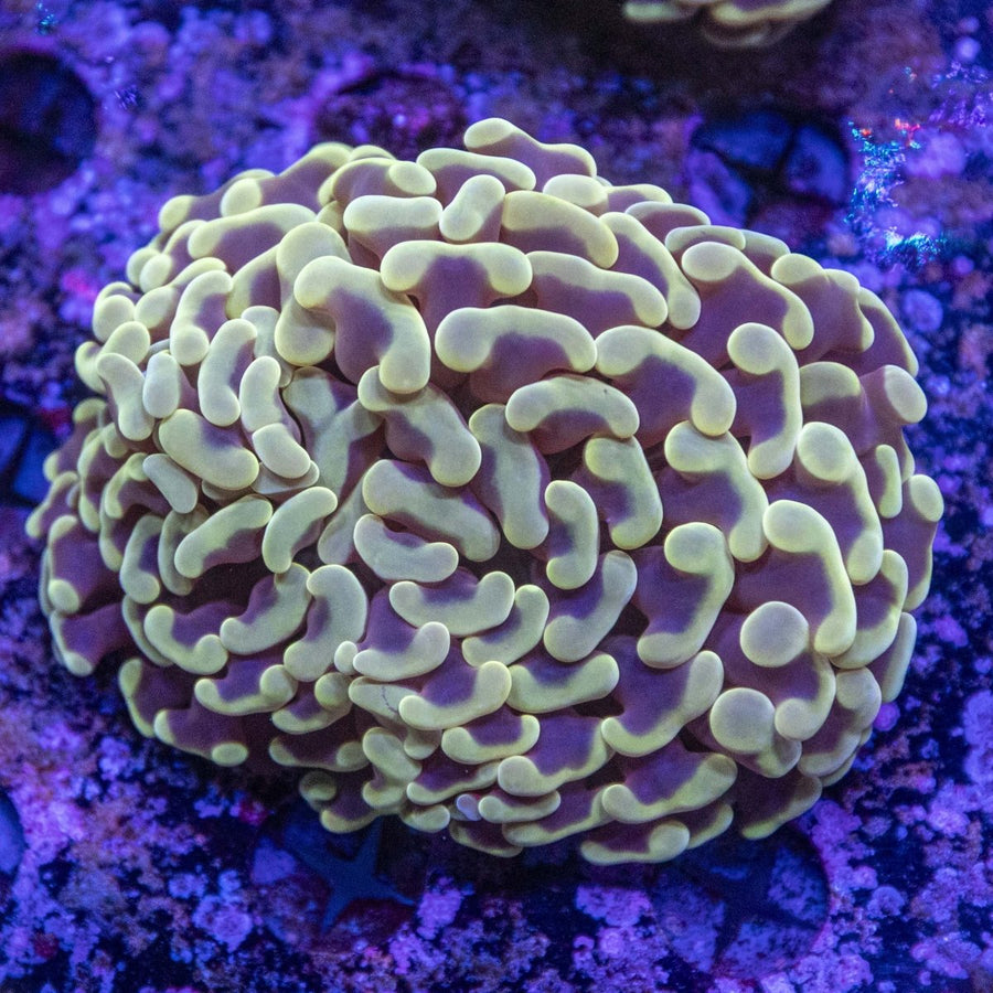 WYSIWYG Hammer LPS Coral - Aquamarine Aquaristic -