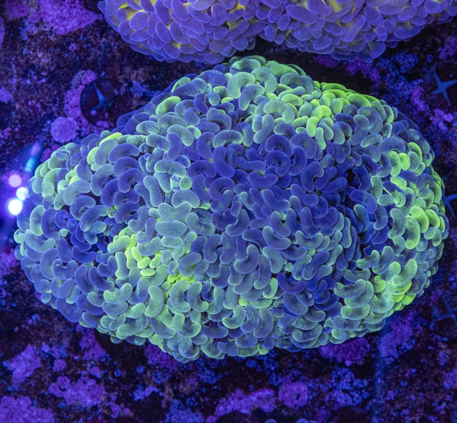 WYSIWYG Hammer LPS Coral - Aquamarine Aquaristic - 