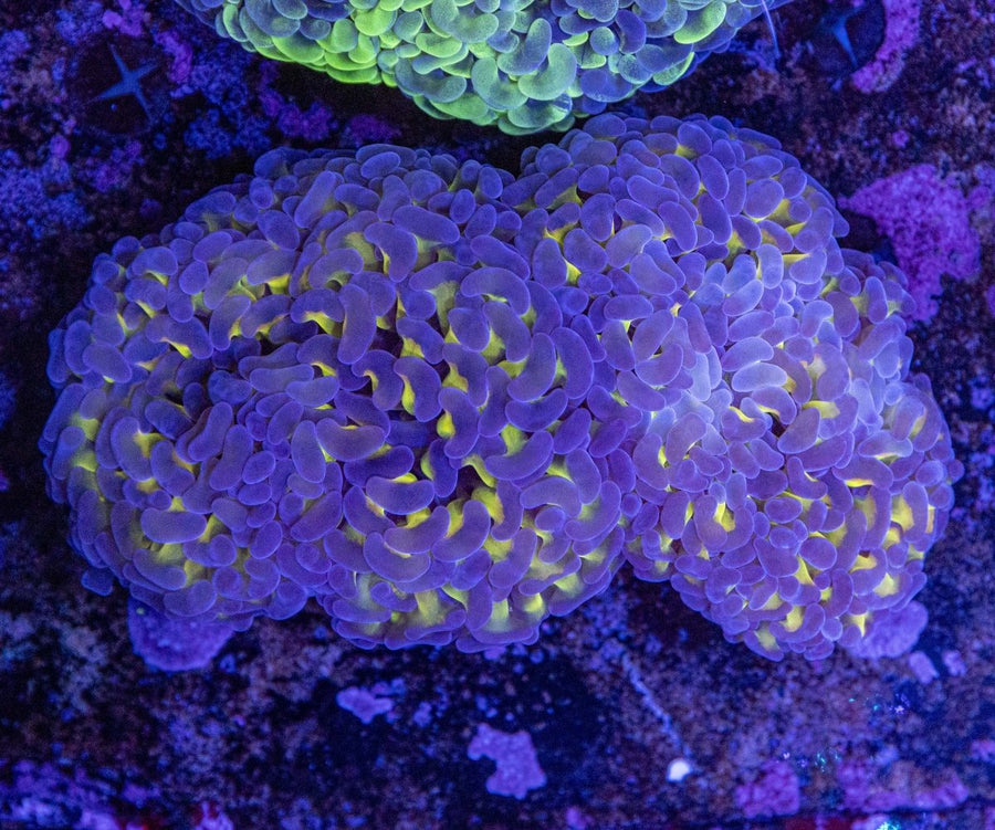 WYSIWYG Hammer LPS Coral - Aquamarine Aquaristic - 