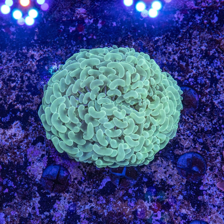 WYSIWYG Hammer LPS Coral - Aquamarine Aquaristic - 