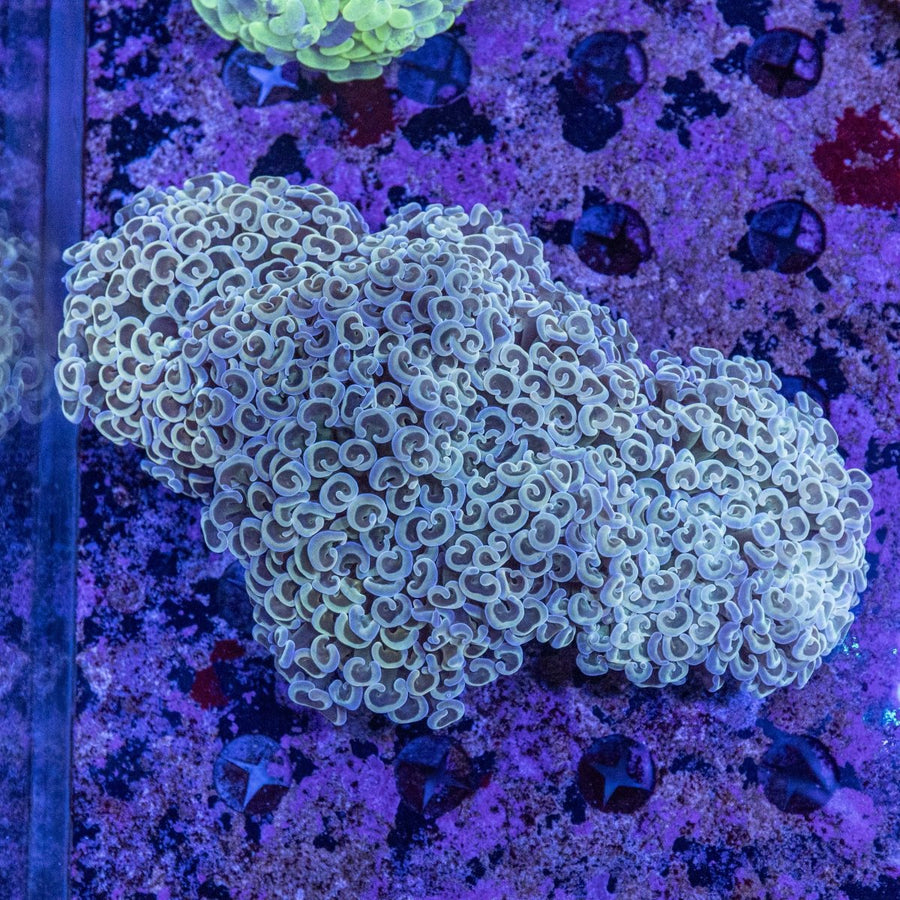 WYSIWYG Hammer LPS Coral - Aquamarine Aquaristic - 