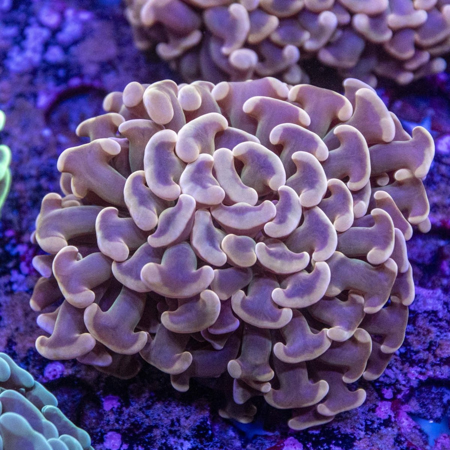 WYSIWYG Hammer LPS Coral - Aquamarine Aquaristic -