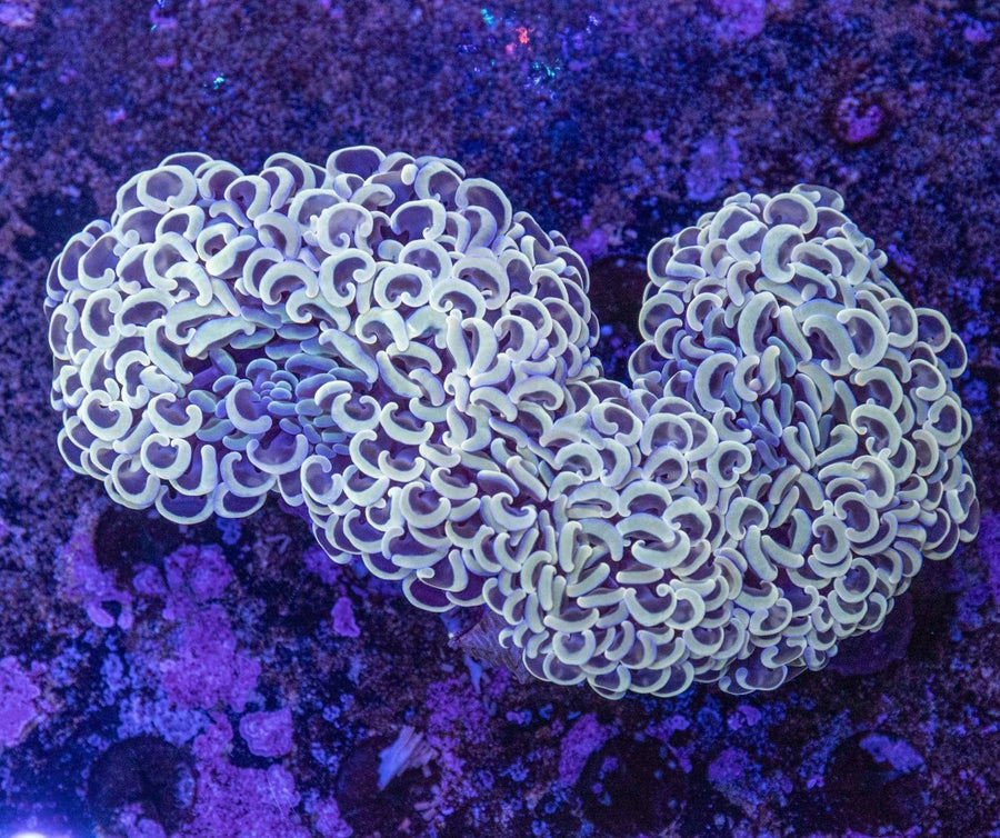 WYSIWYG Hammer LPS Coral - Aquamarine Aquaristic - 