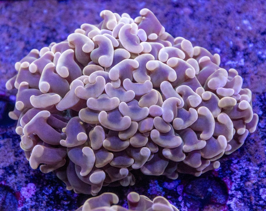 WYSIWYG Hammer LPS Coral - Aquamarine Aquaristic -