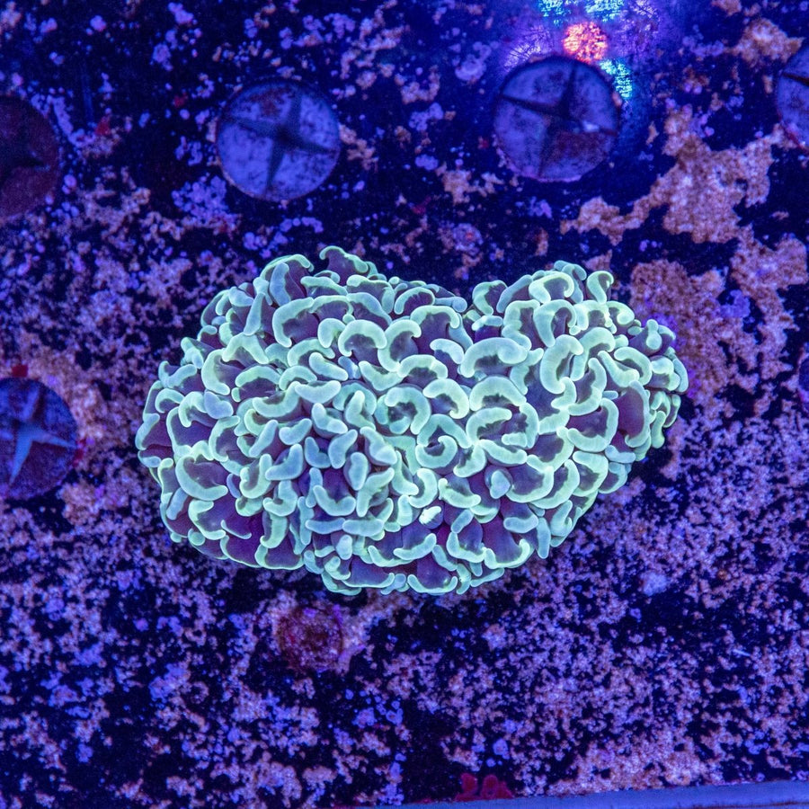 WYSIWYG Hammer LPS Coral - Aquamarine Aquaristic - 