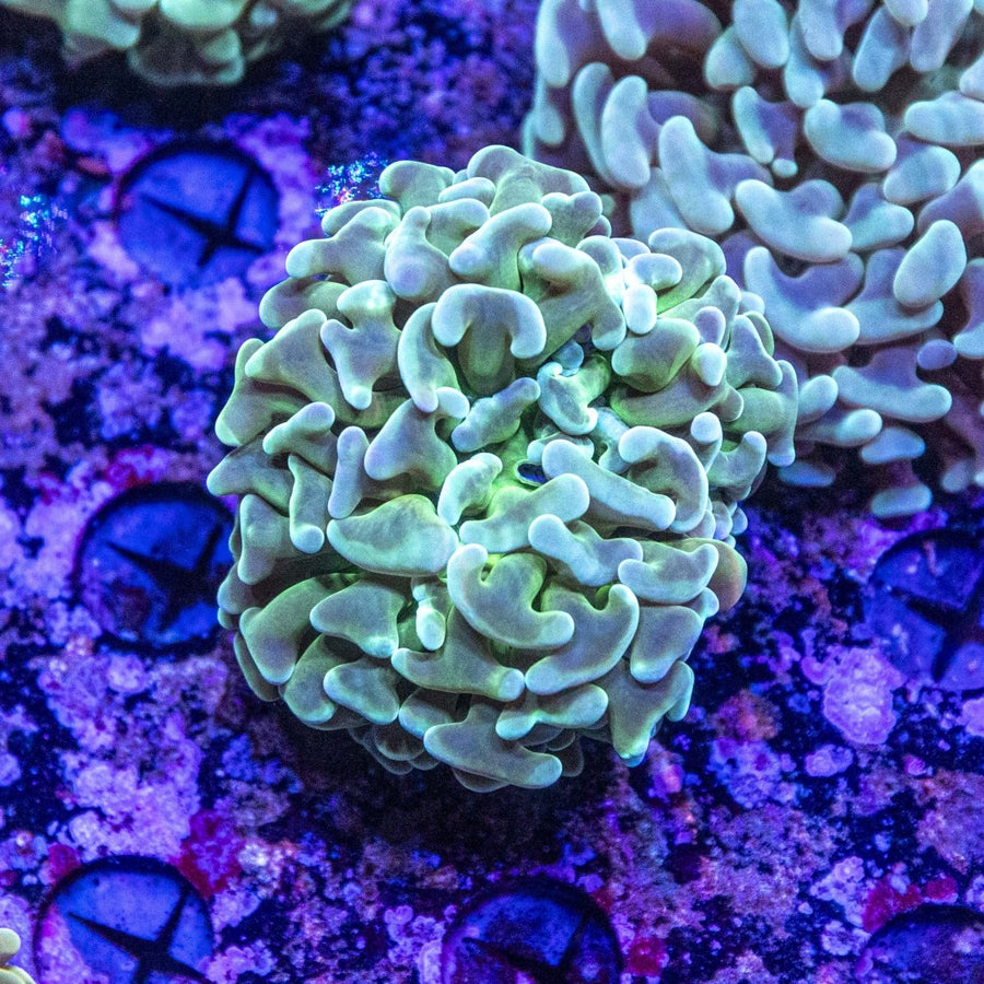 WYSIWYG Hammer LPS Coral - Aquamarine Aquaristic -