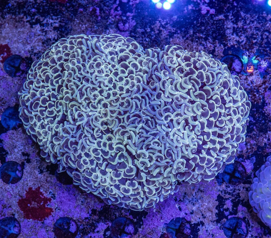 WYSIWYG Hammer LPS Coral - Aquamarine Aquaristic - 