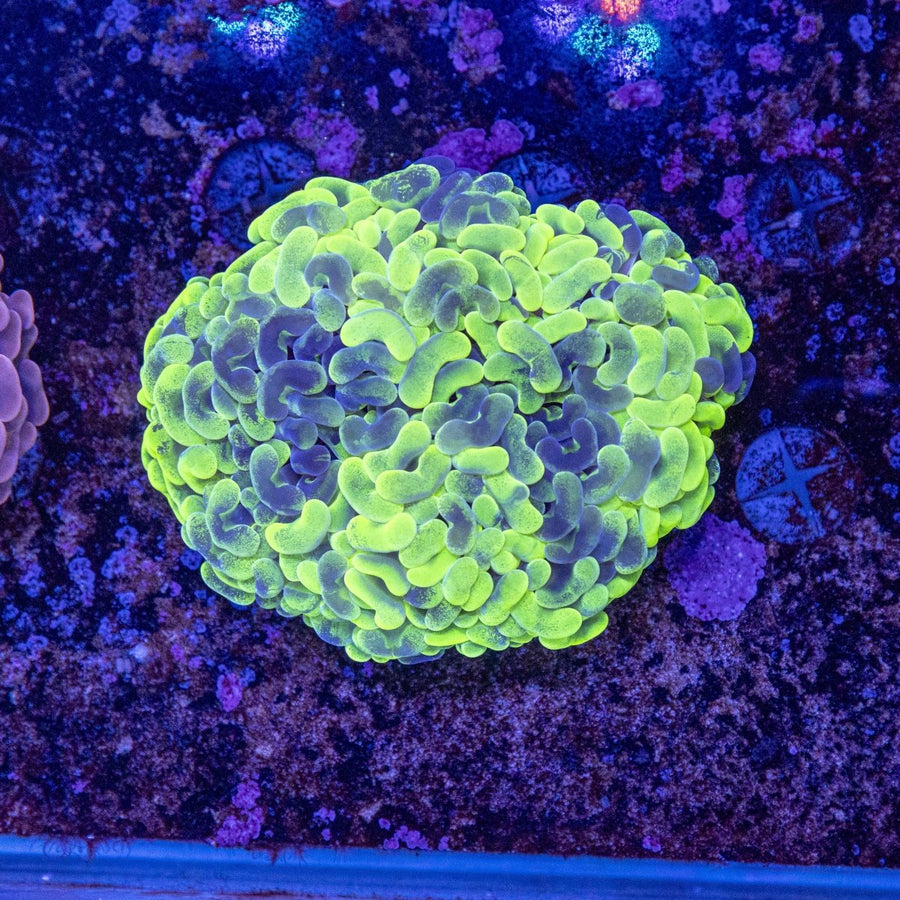 WYSIWYG Hammer LPS Coral - Aquamarine Aquaristic - 