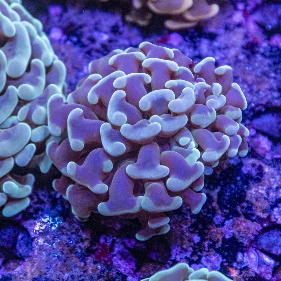 WYSIWYG Hammer LPS Coral - Aquamarine Aquaristic -