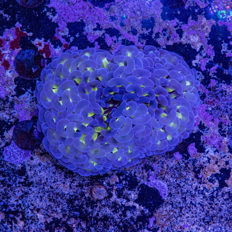 WYSIWYG Hammer LPS Coral - Aquamarine Aquaristic - 