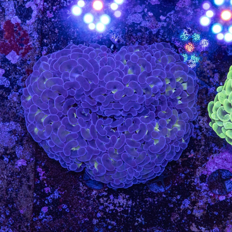 WYSIWYG Hammer LPS Coral - Aquamarine Aquaristic - 