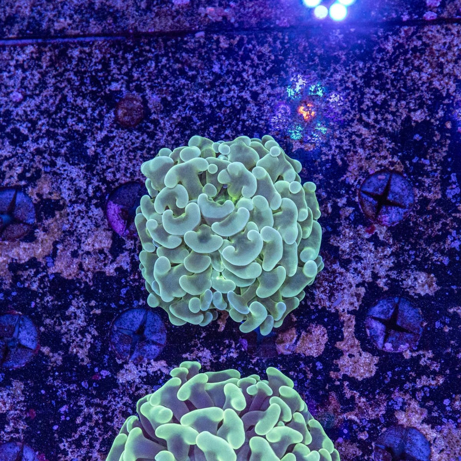 WYSIWYG Hammer LPS Coral - Aquamarine Aquaristic - 