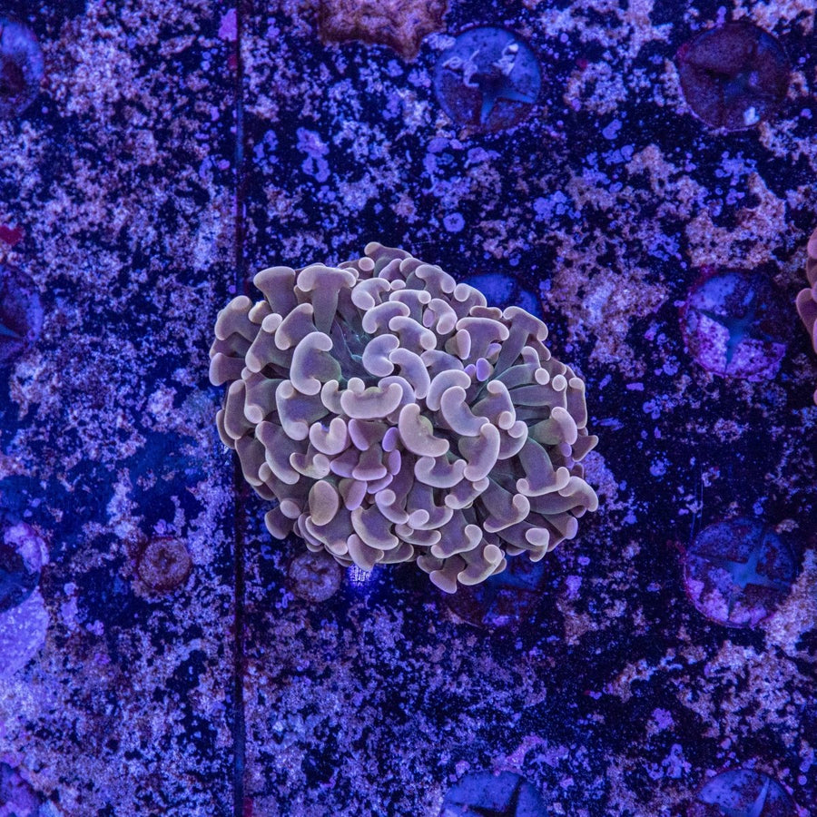WYSIWYG Hammer LPS Coral - Aquamarine Aquaristic - 