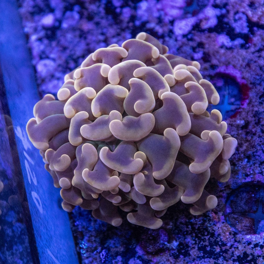 WYSIWYG Hammer LPS Coral - Aquamarine Aquaristic -