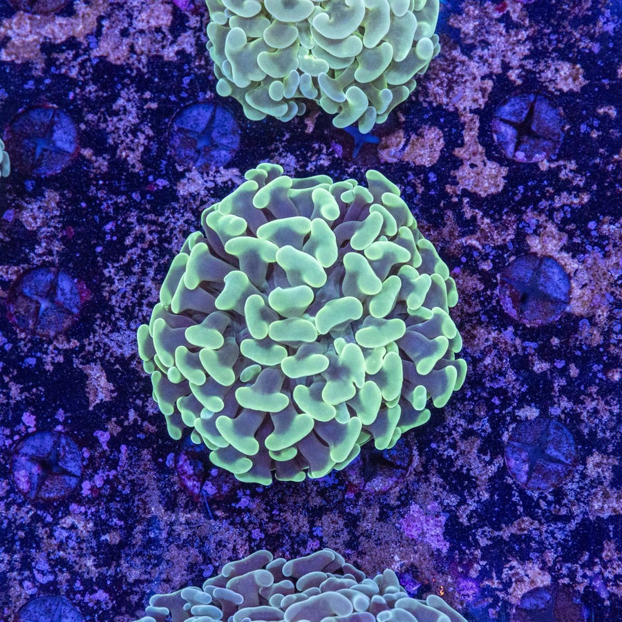 WYSIWYG Hammer LPS Coral - Aquamarine Aquaristic - 