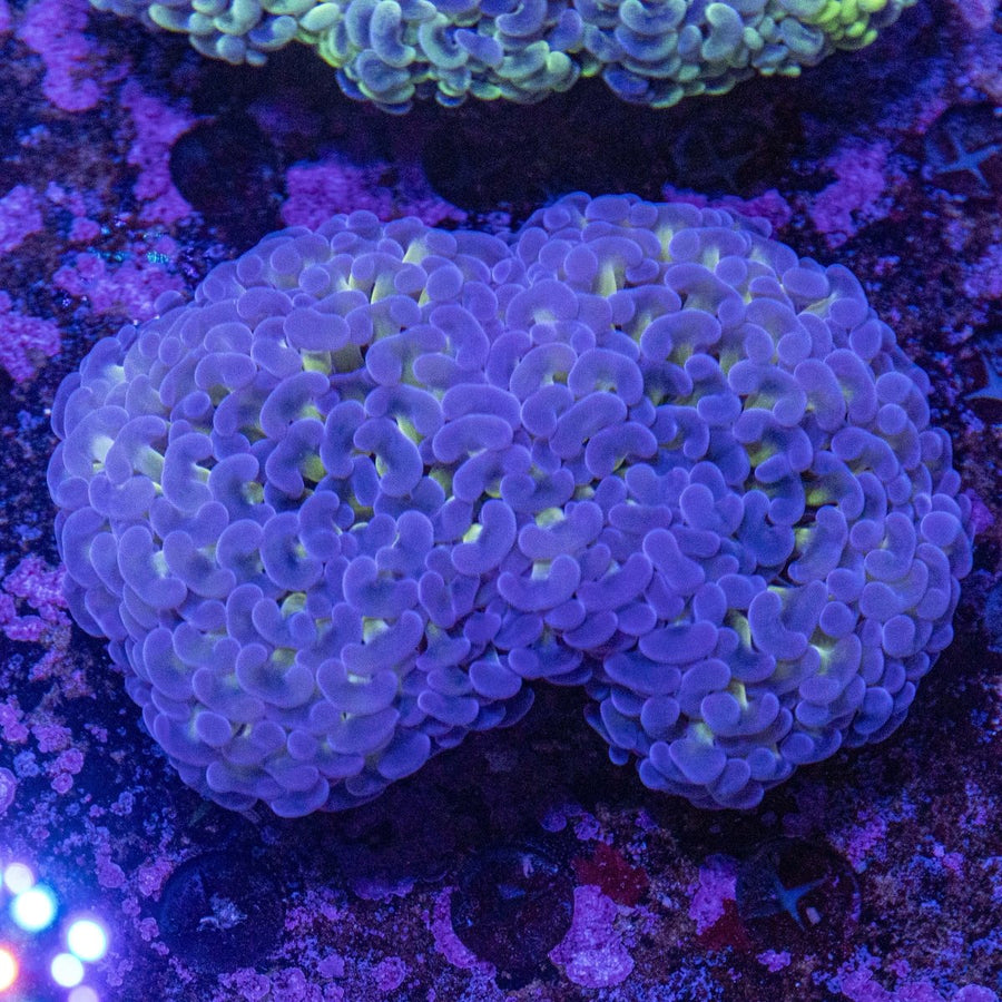 WYSIWYG Hammer LPS Coral - Aquamarine Aquaristic - 