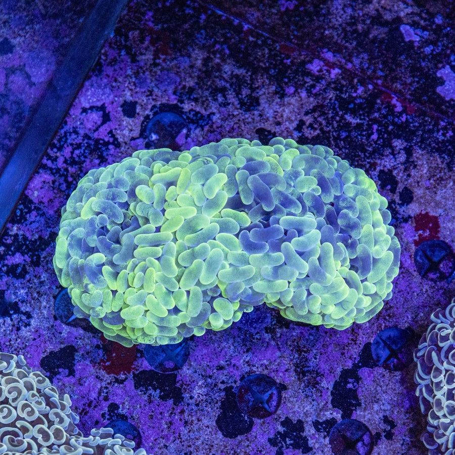 WYSIWYG Hammer LPS Coral - Aquamarine Aquaristic - 