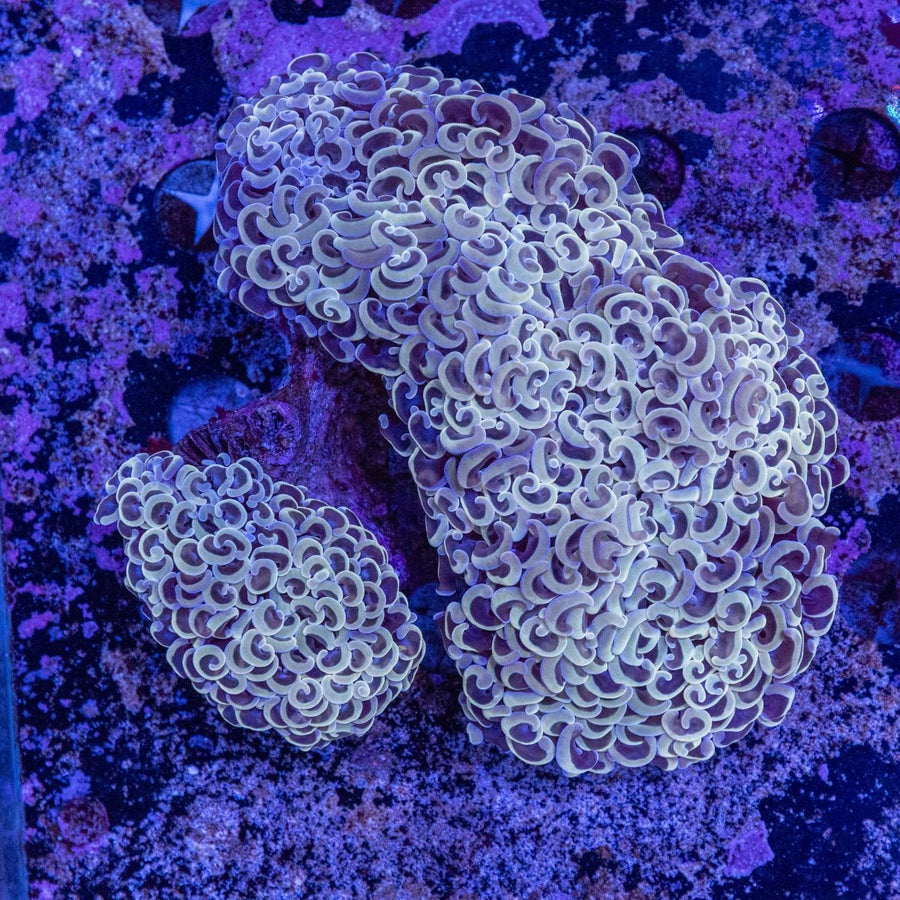 WYSIWYG Hammer LPS Coral - Aquamarine Aquaristic - 