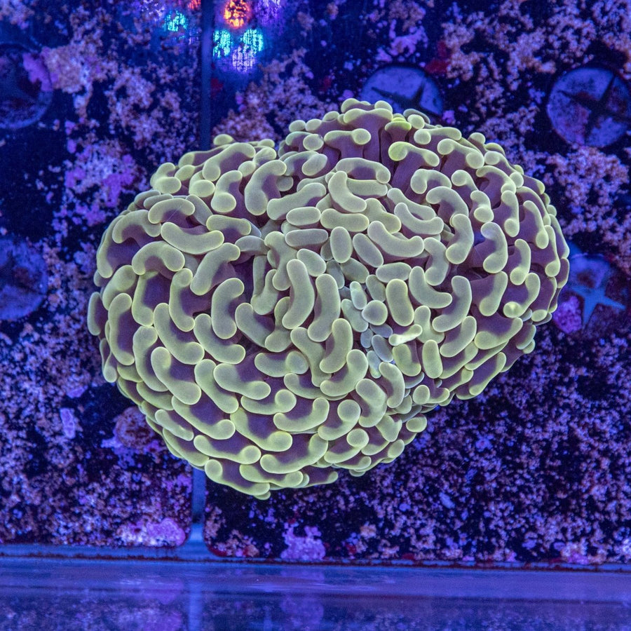 WYSIWYG Hammer LPS Coral - Aquamarine Aquaristic - 