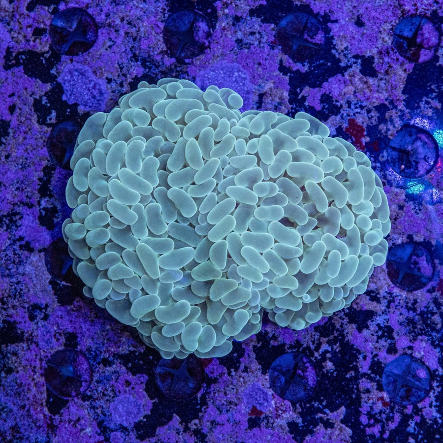 WYSIWYG Hammer LPS Coral - Aquamarine Aquaristic - 