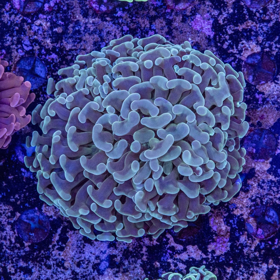 WYSIWYG Hammer LPS Coral - Aquamarine Aquaristic - 