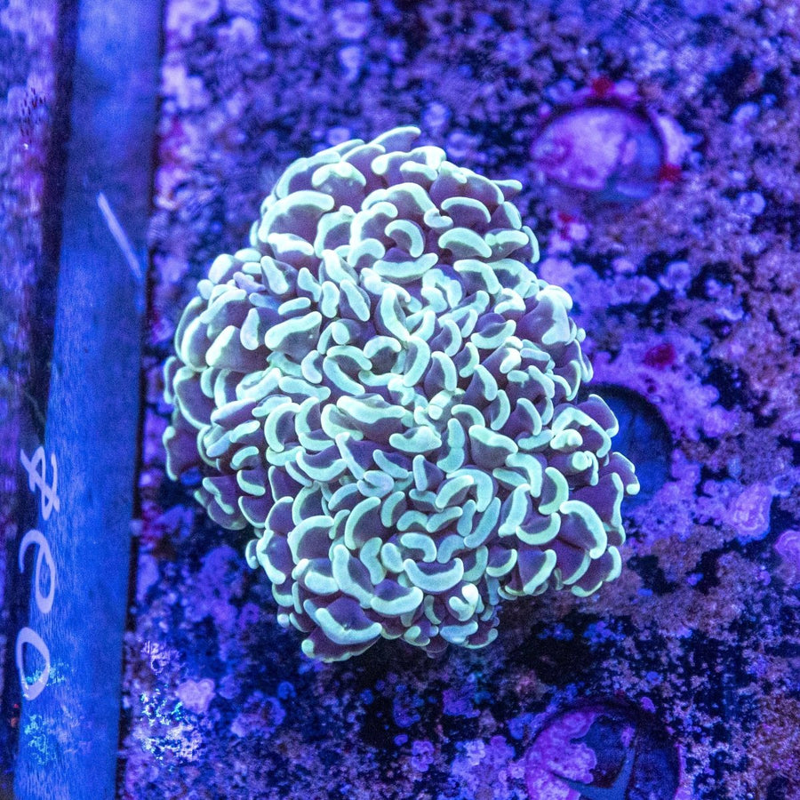 WYSIWYG Hammer LPS Coral - Aquamarine Aquaristic -
