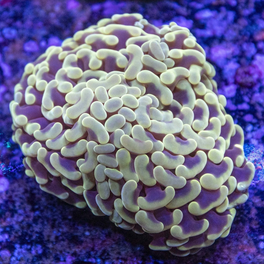 WYSIWYG Hammer LPS Coral - Aquamarine Aquaristic -