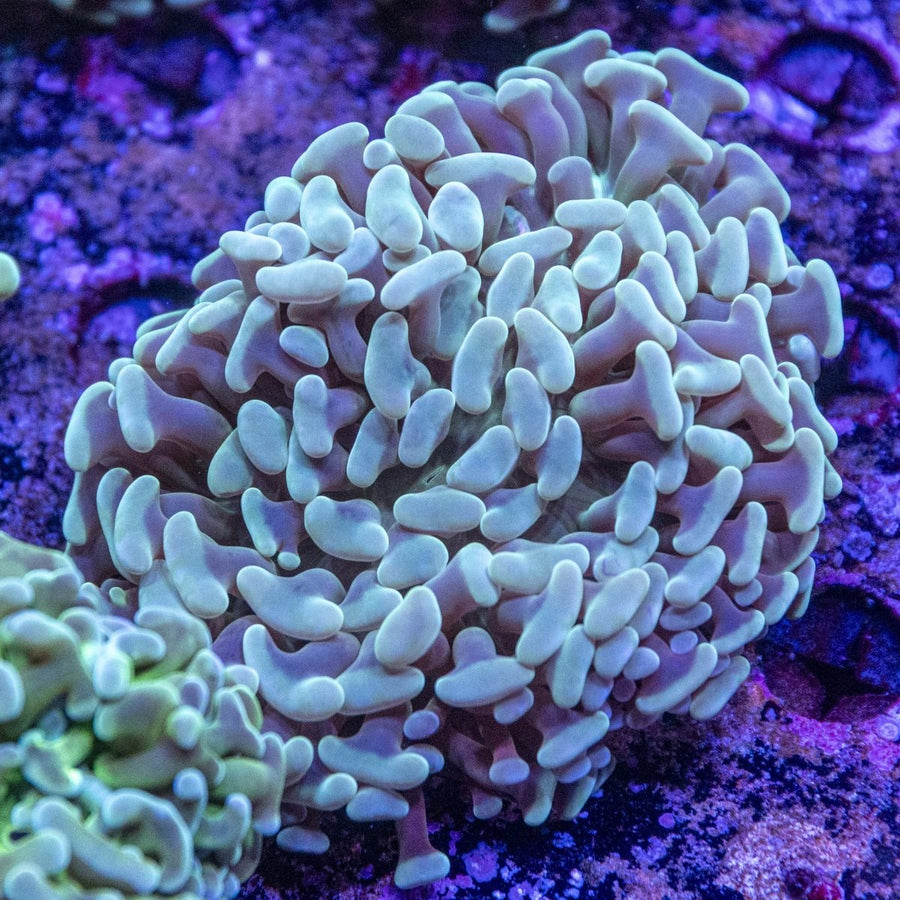 WYSIWYG Hammer LPS Coral - Aquamarine Aquaristic -