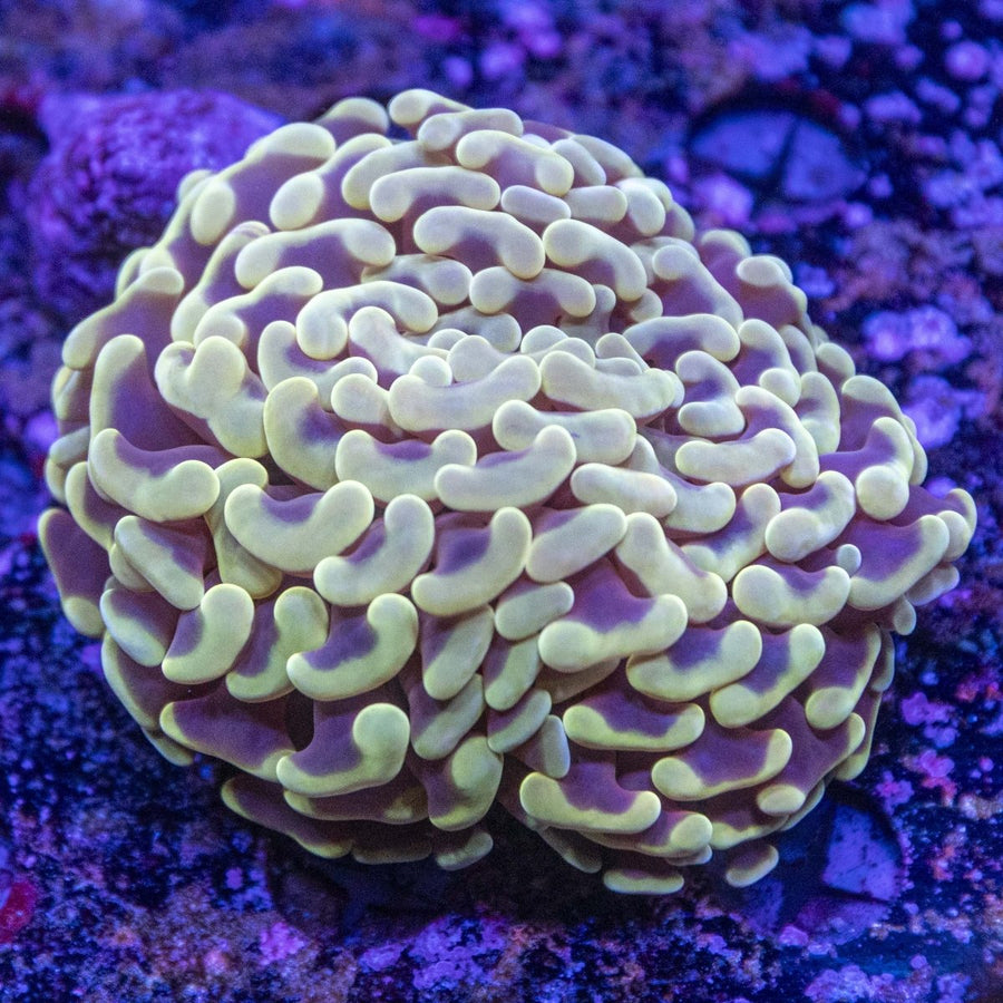 WYSIWYG Hammer LPS Coral - Aquamarine Aquaristic -