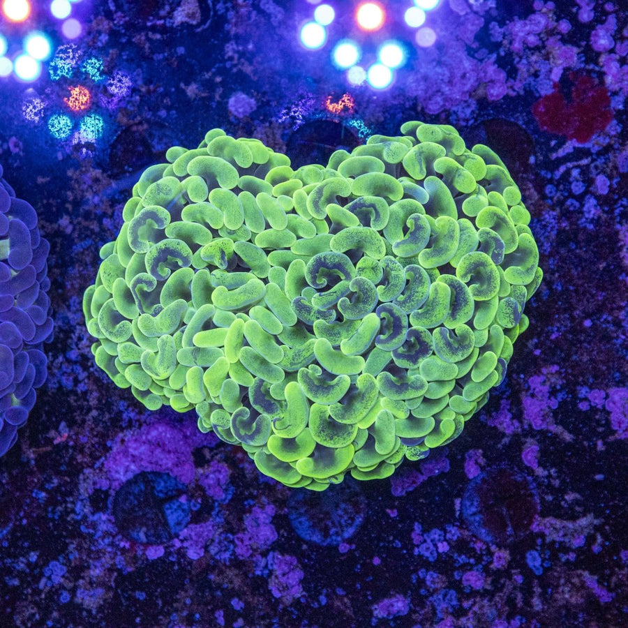 WYSIWYG Hammer LPS Coral - Aquamarine Aquaristic - 