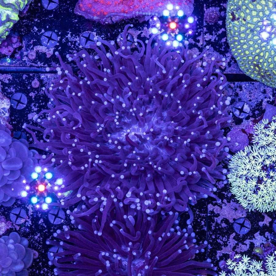WYSIWYG Heliofungia LPS Coral - Aquamarine Aquaristic - 