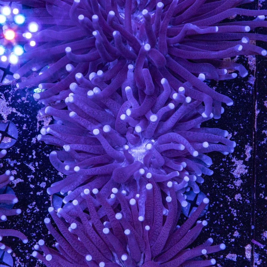 WYSIWYG Heliofungia LPS Coral - Aquamarine Aquaristic - 