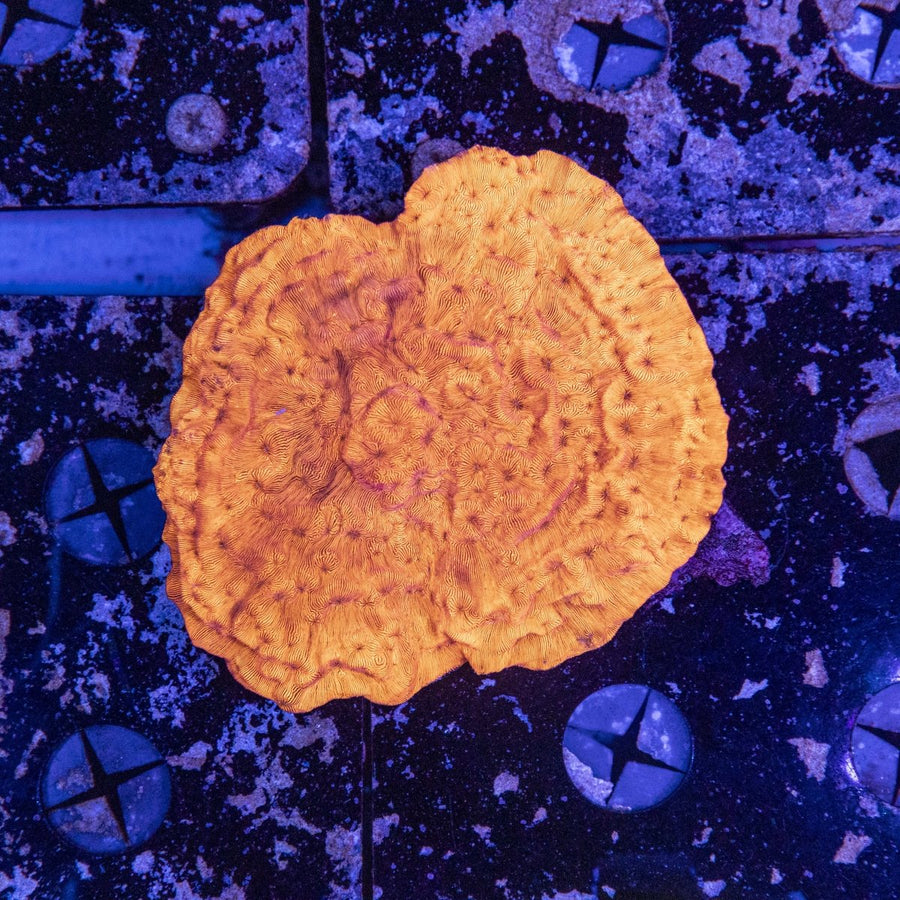 WYSIWYG Leptoseris LPS Coral - Aquamarine Aquaristic - 