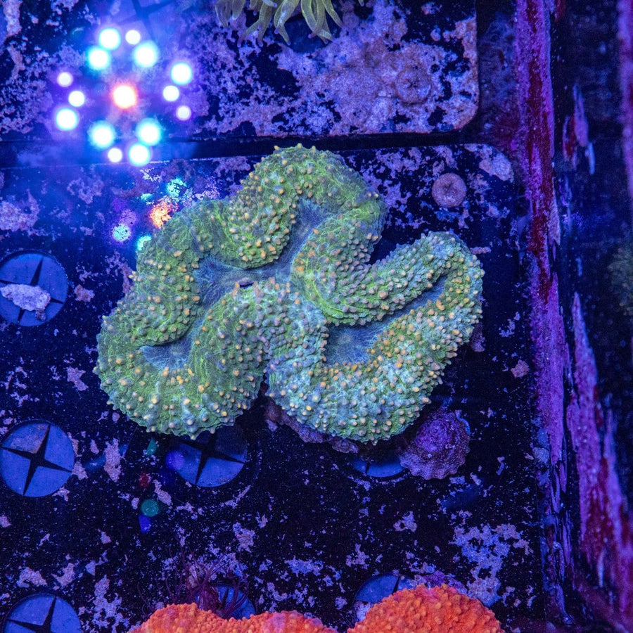WYSIWYG Lobophyllia LPS Coral - Vibrant Reef Aquarium Gem 10