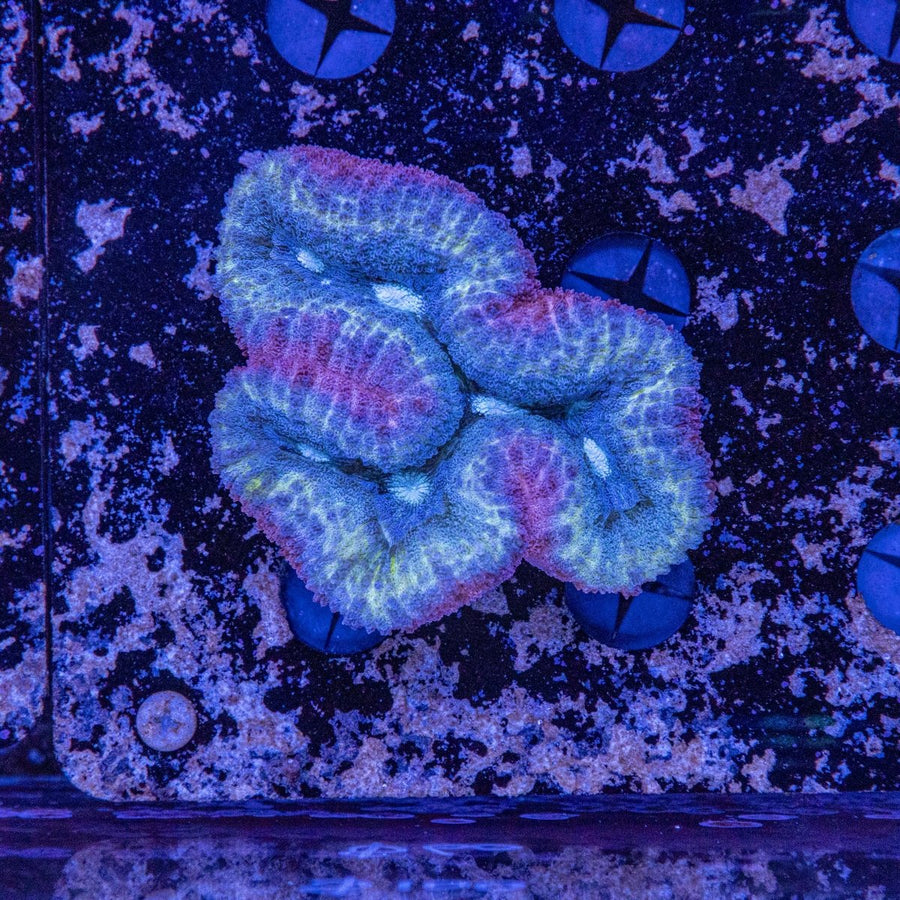 WYSIWYG Lobophyllia LPS Coral - Vibrant Reef Aquarium Gem 2