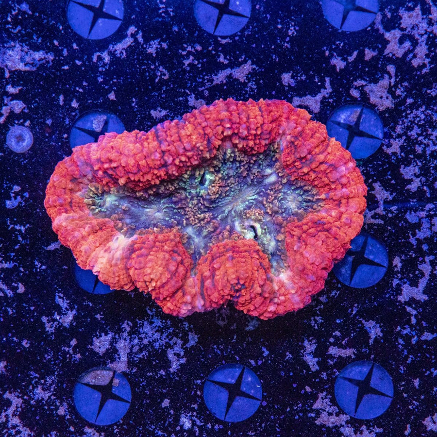 WYSIWYG Lobophyllia LPS Coral - Vibrant Aquatic Addition 3
