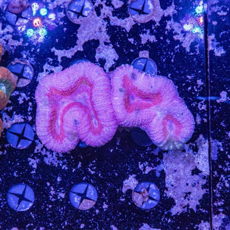 WYSIWYG Lobophyllia LPS Coral - Vibrant Aquarium Beauty 5
