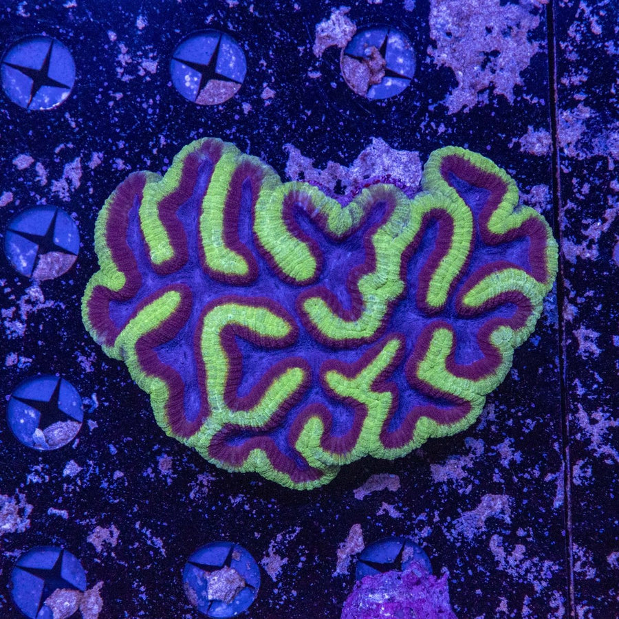 WYSIWYG Lobophyllia LPS Coral - Stunning Reef Addition 6