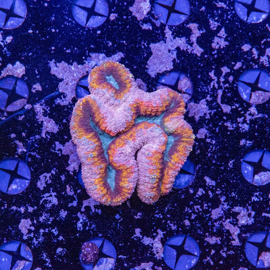 WYSIWYG Lobophyllia Coral - Stunning LPS Aquarium Coral 8