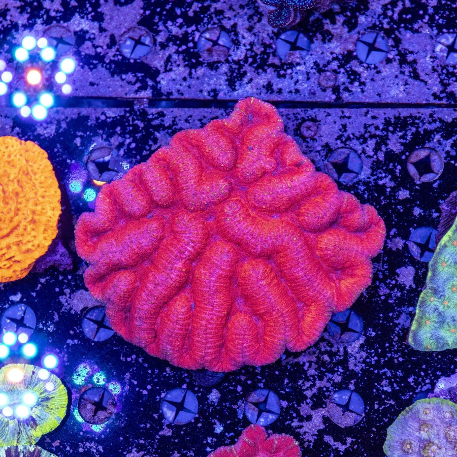 WYSIWYG Lobophyllia LPS Coral - Aquamarine Aquaristic -