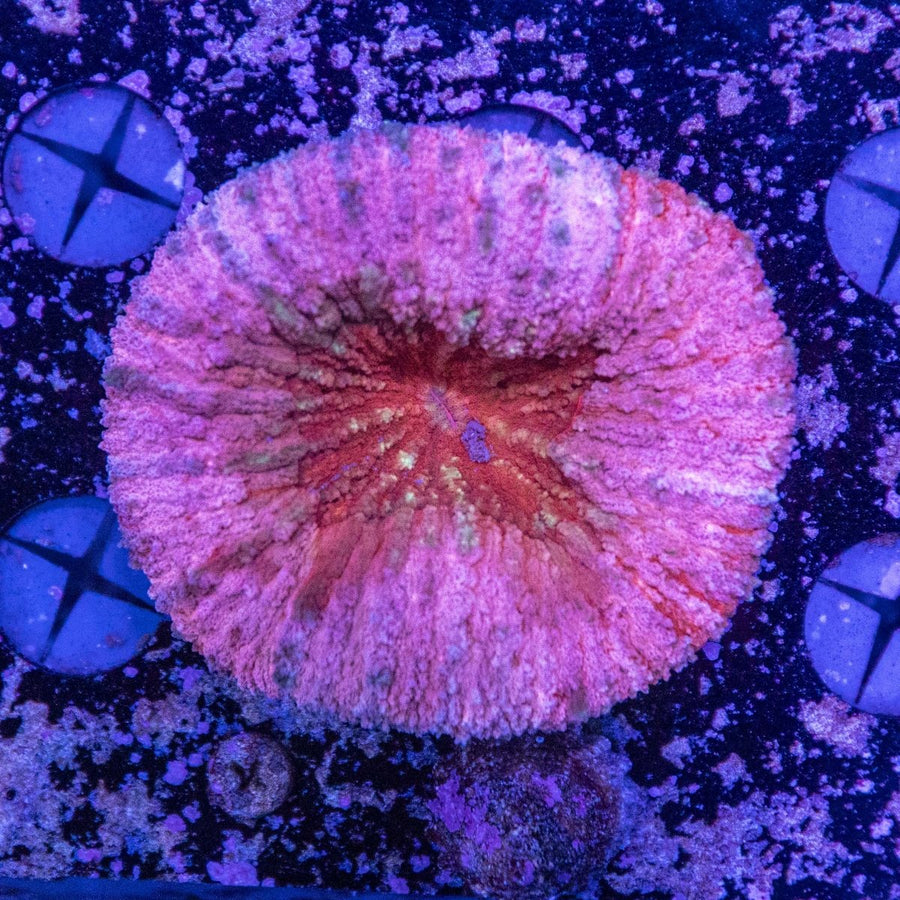 WYSIWYG Lobophyllia LPS Coral - Aquamarine Aquaristic -