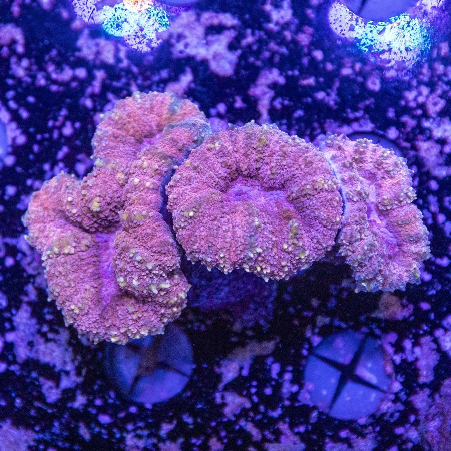 WYSIWYG Lobophyllia LPS Coral - Aquamarine Aquaristic -