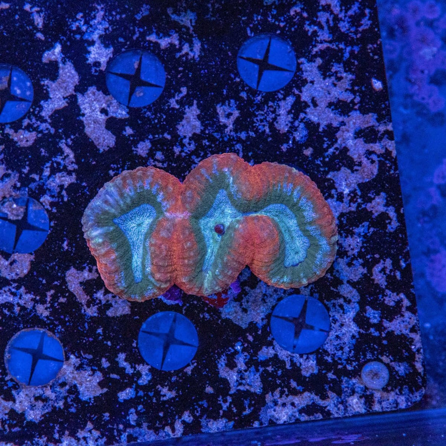 WYSIWYG Lobophyllia LPS Coral - Aquamarine Aquaristic - 