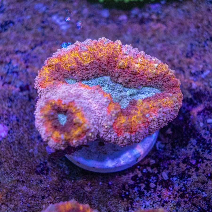 WYSIWYG Lobophyllia LPS Coral - Aquamarine Aquaristic -