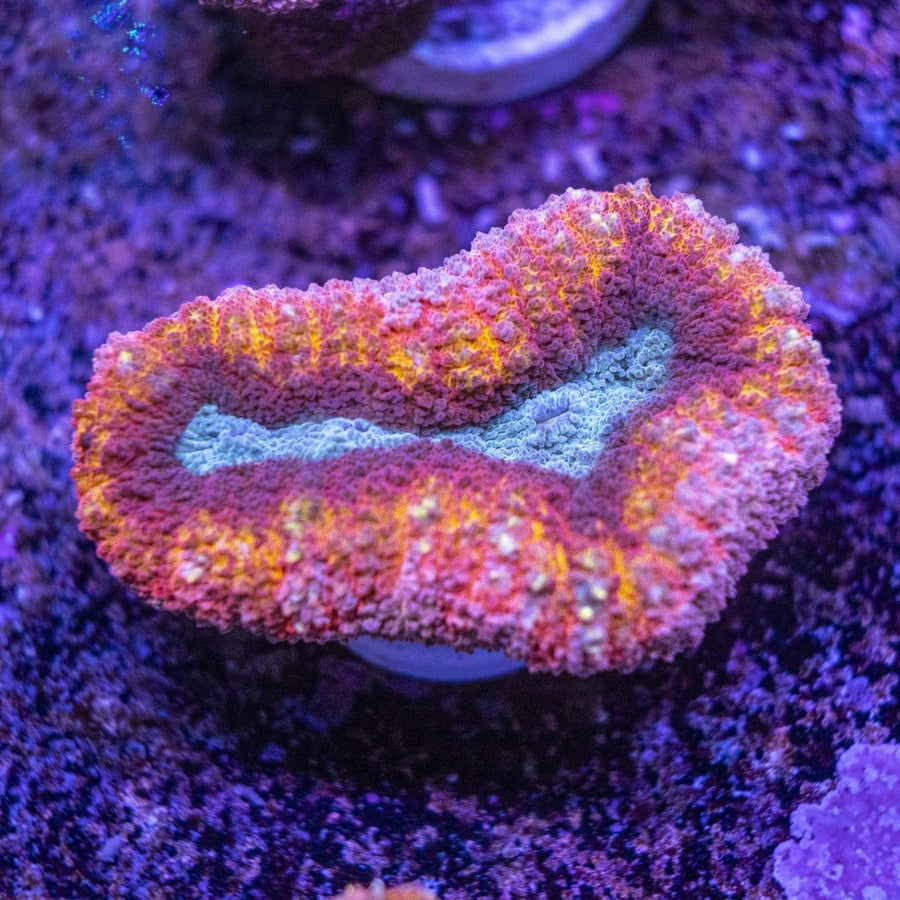 WYSIWYG Lobophyllia LPS Coral - Aquamarine Aquaristic -