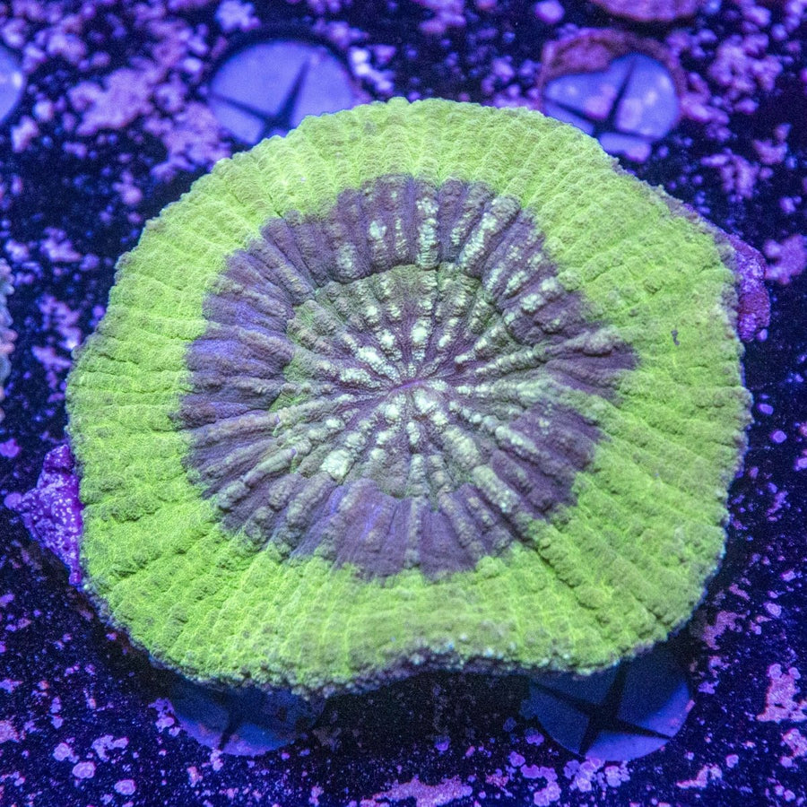 WYSIWYG Lobophyllia LPS Coral - Aquamarine Aquaristic -