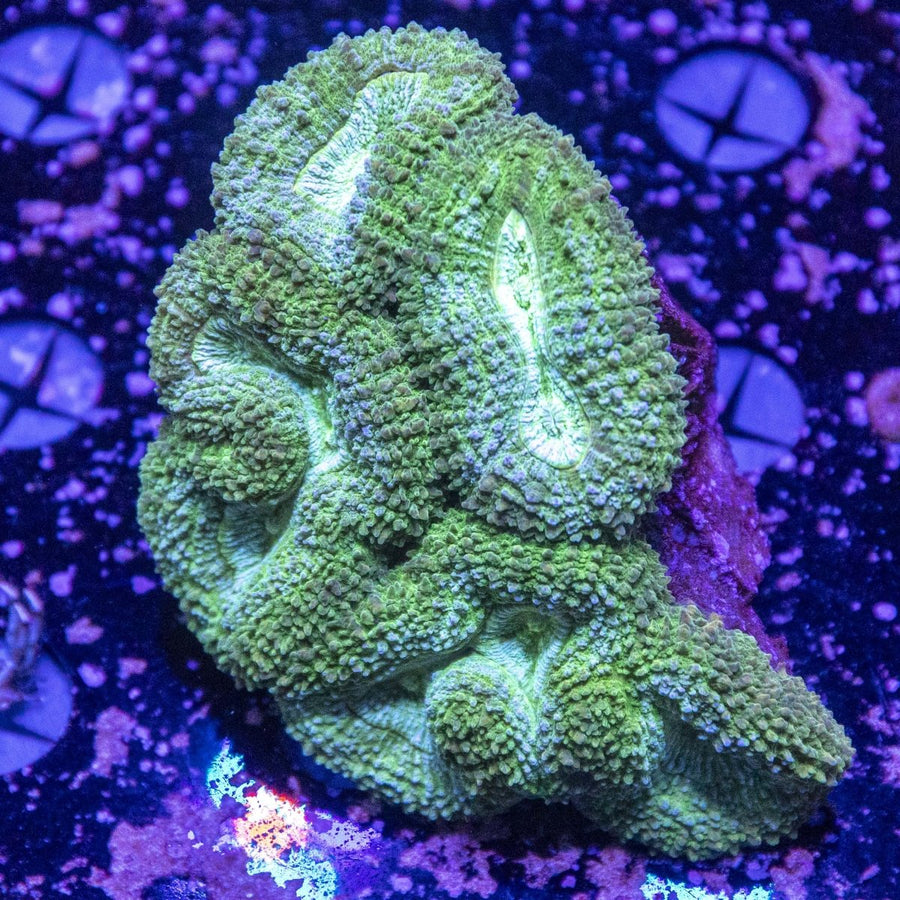 WYSIWYG Lobophyllia LPS Coral - Aquamarine Aquaristic -