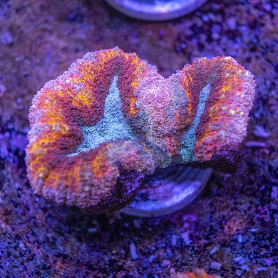 WYSIWYG Lobophyllia LPS Coral - Aquamarine Aquaristic -