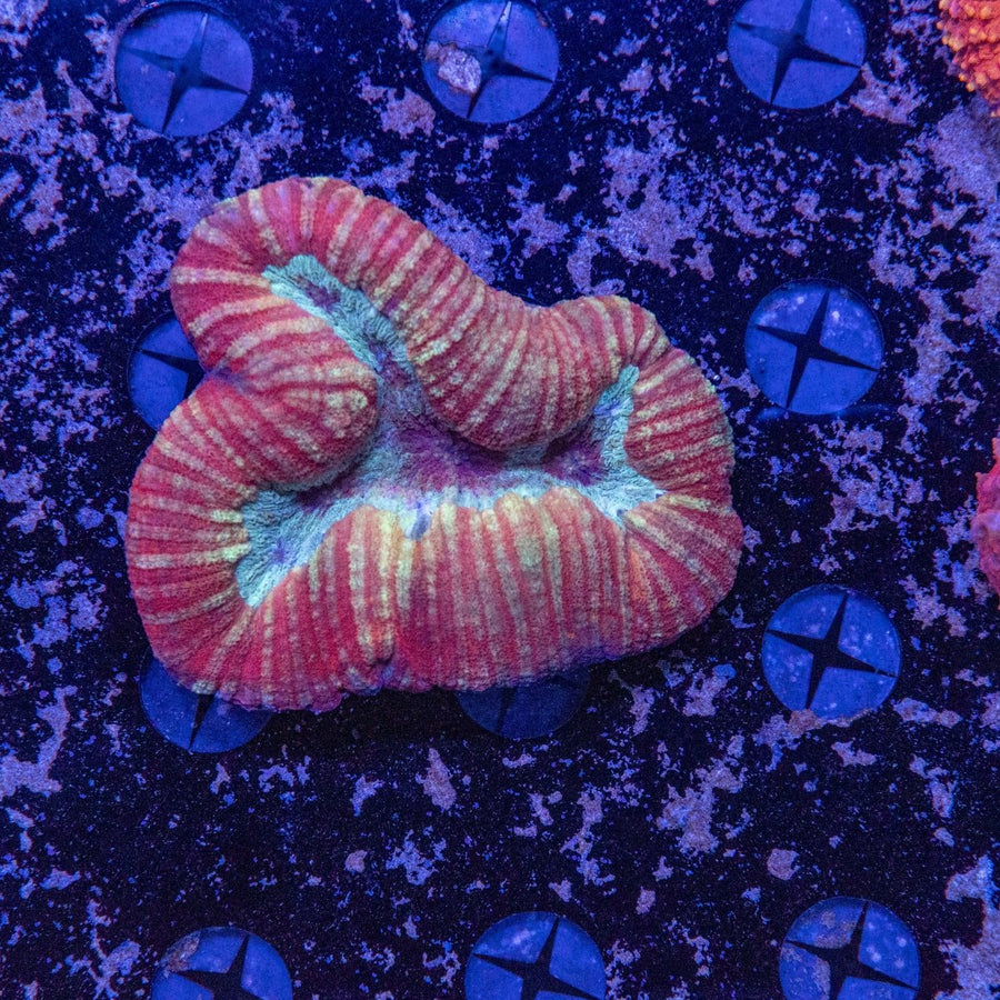 WYSIWYG Lobophyllia LPS Coral - Aquamarine Aquaristic - 