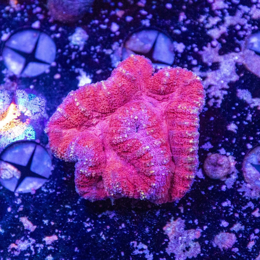 WYSIWYG Lobophyllia LPS Coral - Aquamarine Aquaristic -